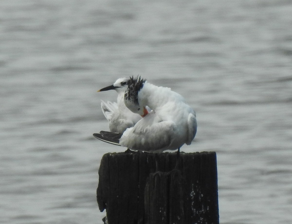 Sandwich Tern - ML248330841