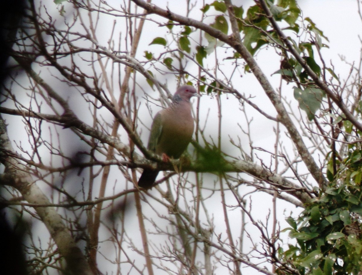 Picazuro Pigeon - ML248332661