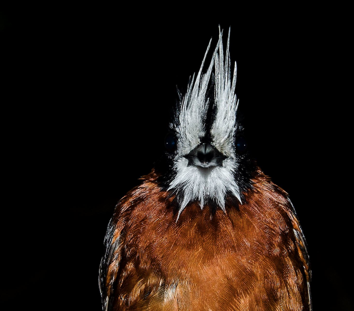 White-plumed Antbird - ML248332801