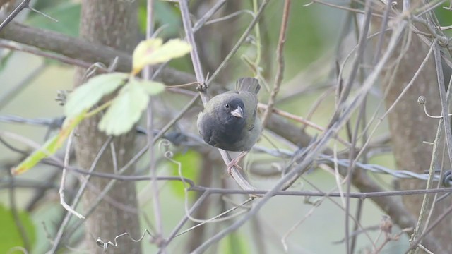 Black-faced Grassquit - ML248334491