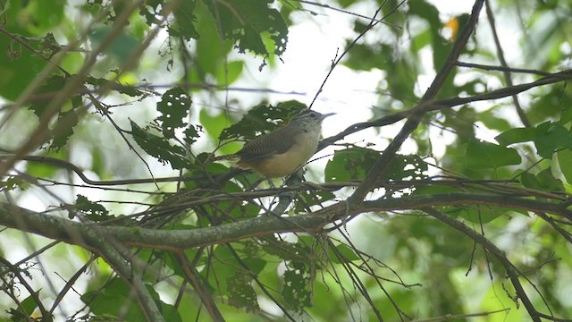 Buff-breasted Wren - ML248335661