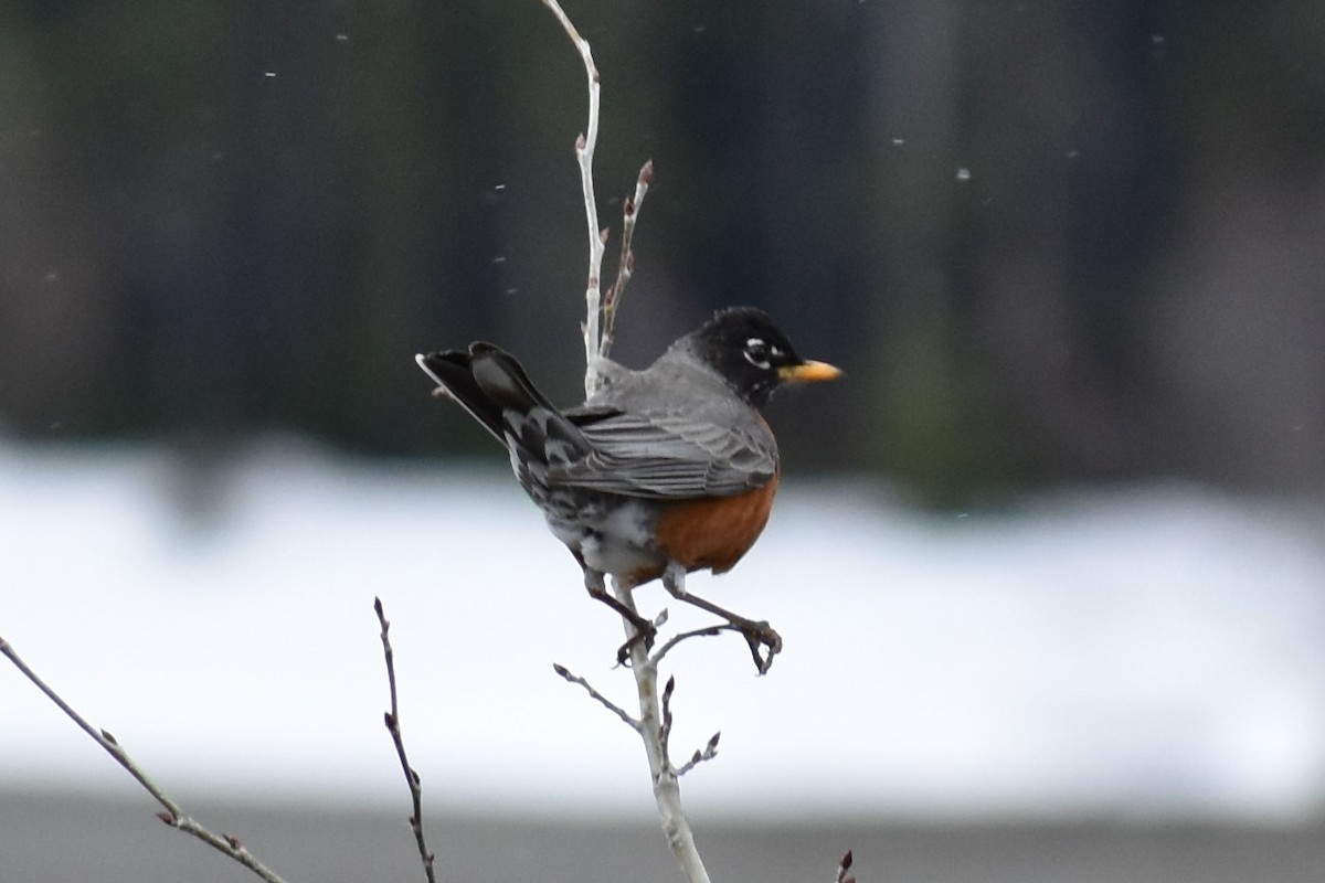 American Robin - ML248337881
