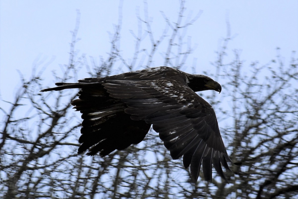 Bald Eagle - ML248337941