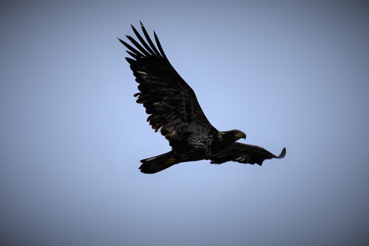 Bald Eagle - ML248337961