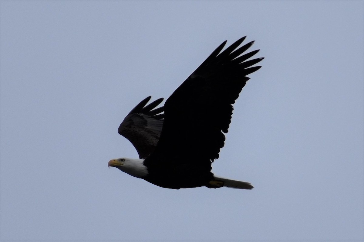 Bald Eagle - ML248337971