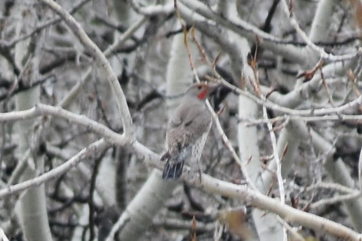 Northern Flicker (Red-shafted) - ML248338021