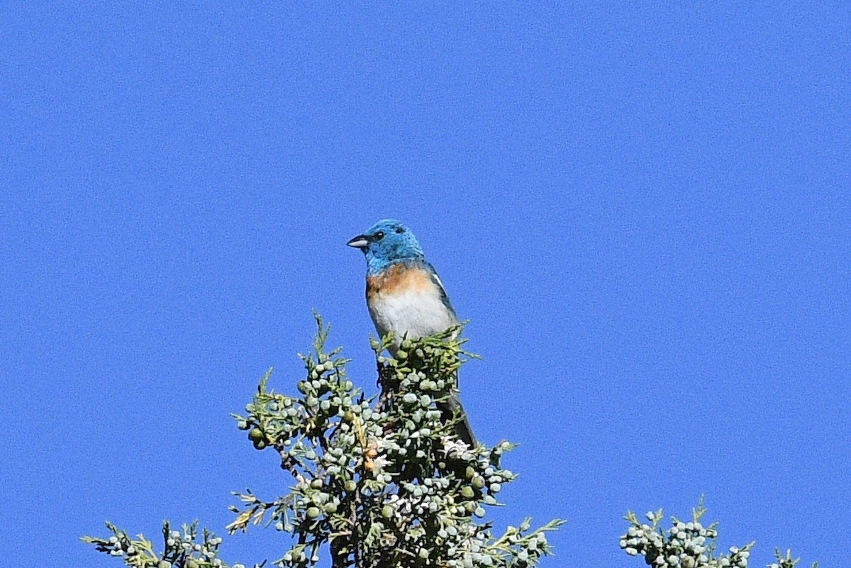 Lazuli Bunting - ML248338071