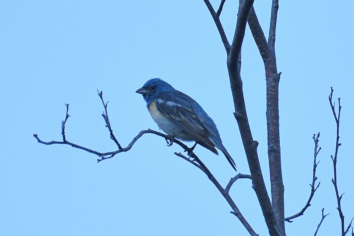 Lazuli Bunting - ML248338331