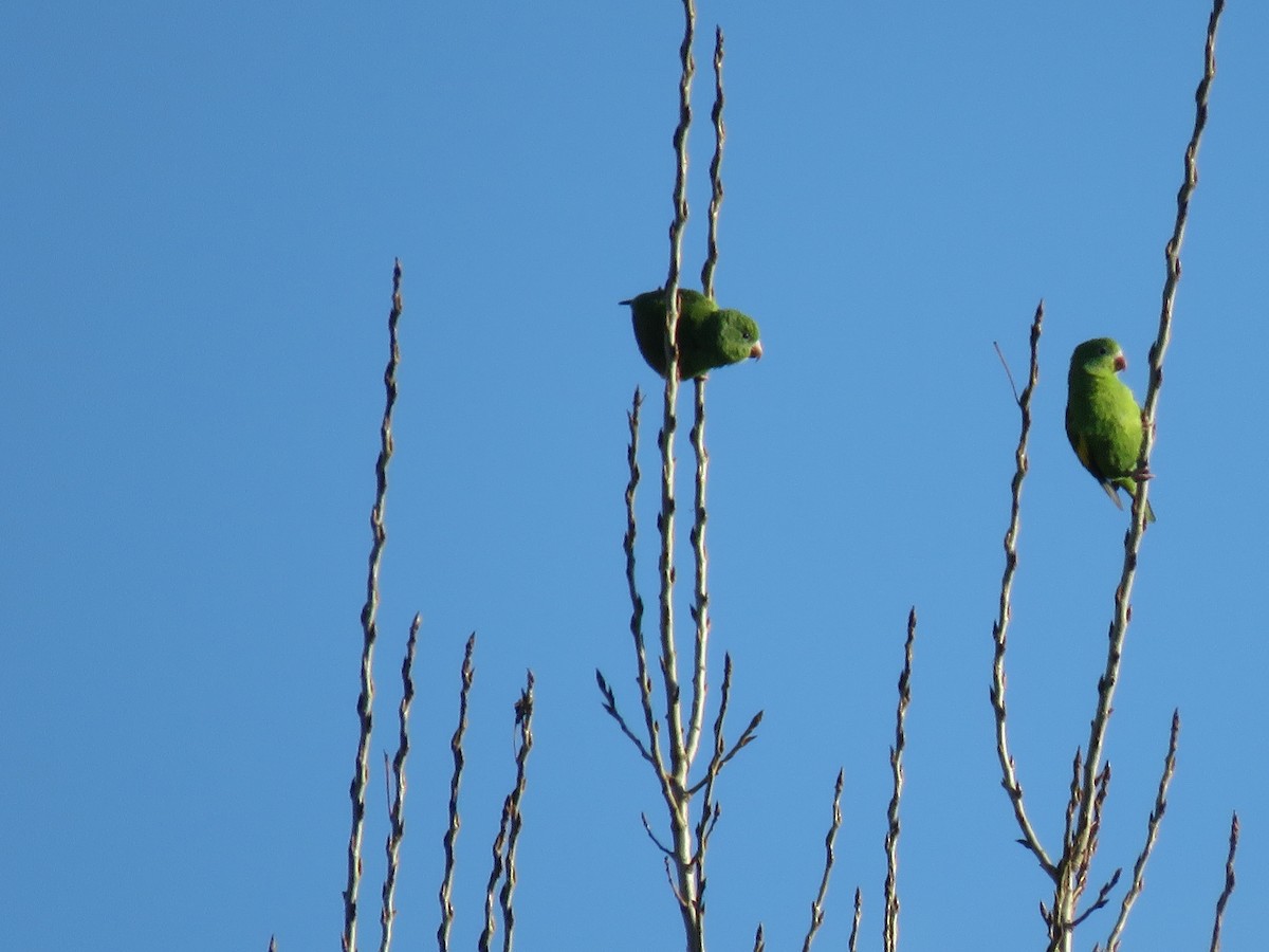 Yellow-chevroned Parakeet - ML248338431