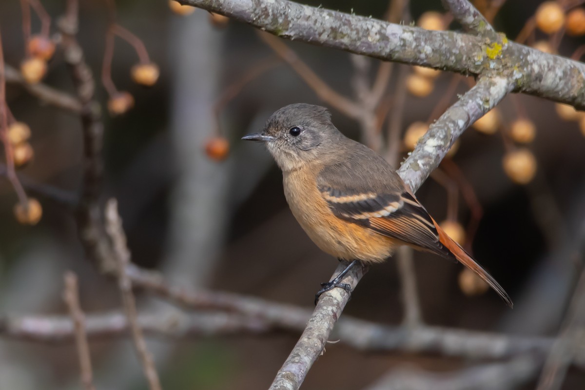 White-winged Black-Tyrant - ML248338601