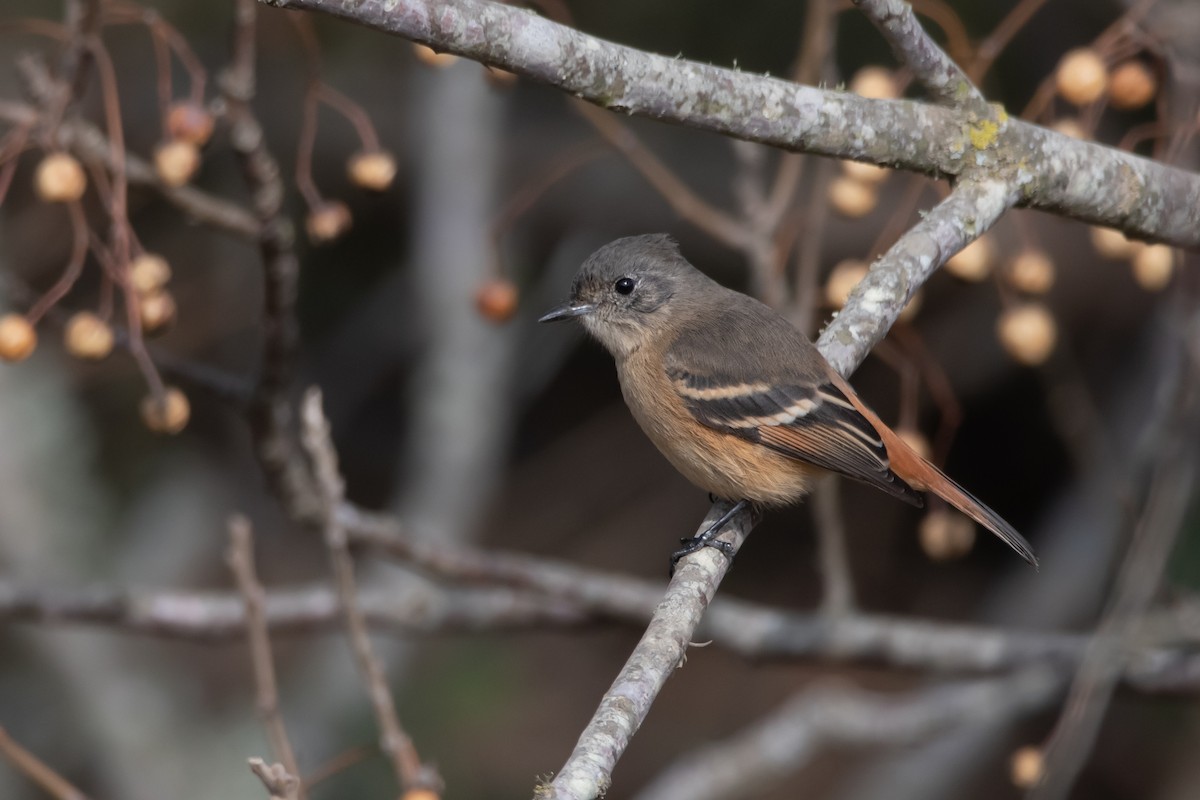 White-winged Black-Tyrant - Pablo Re