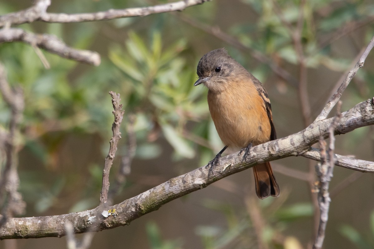 White-winged Black-Tyrant - Pablo Re