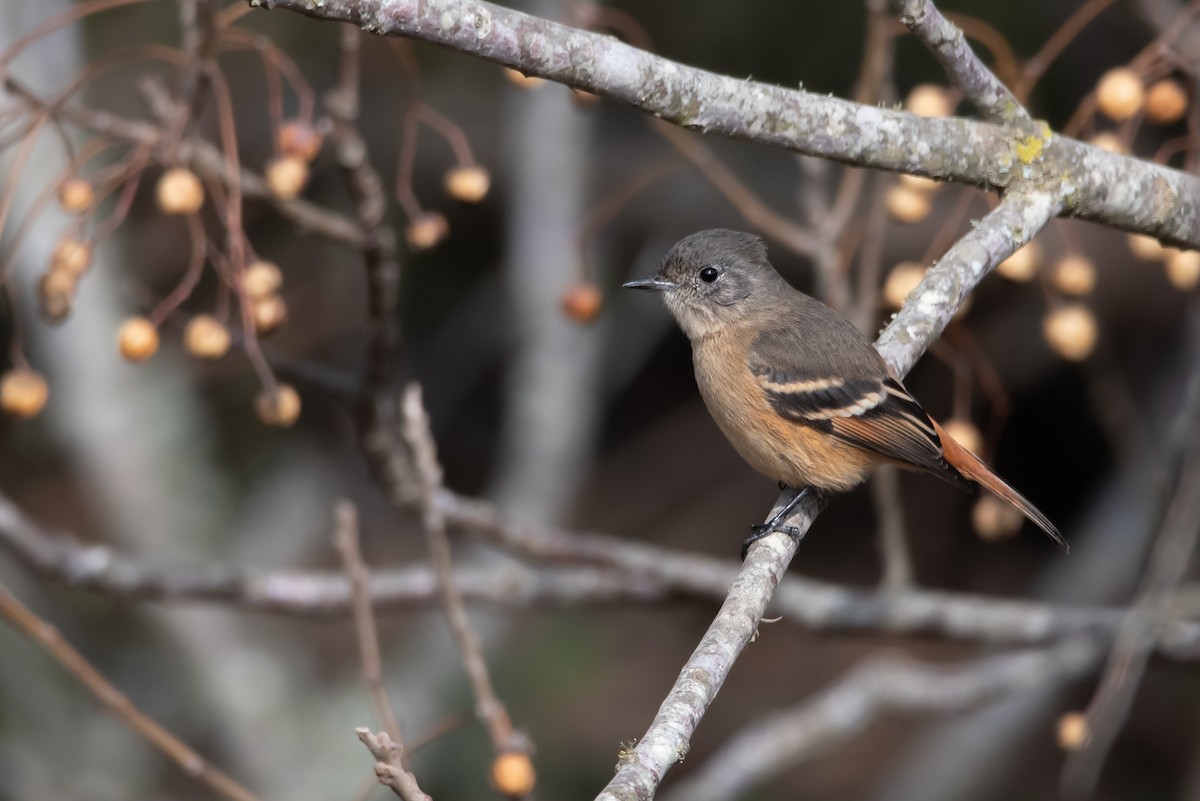 White-winged Black-Tyrant - ML248338711