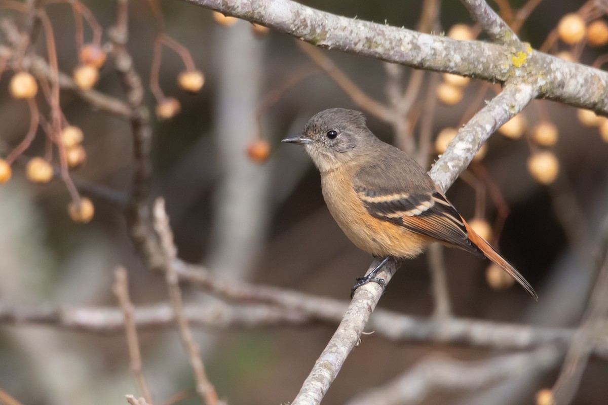 White-winged Black-Tyrant - Pablo Re