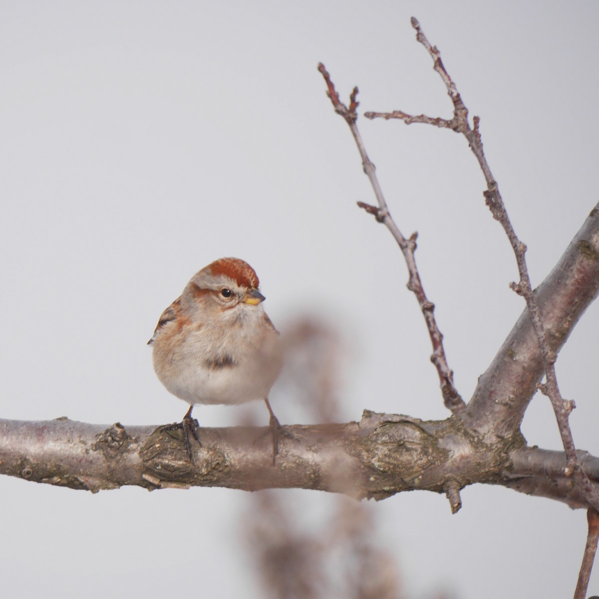 American Tree Sparrow - ML248339541