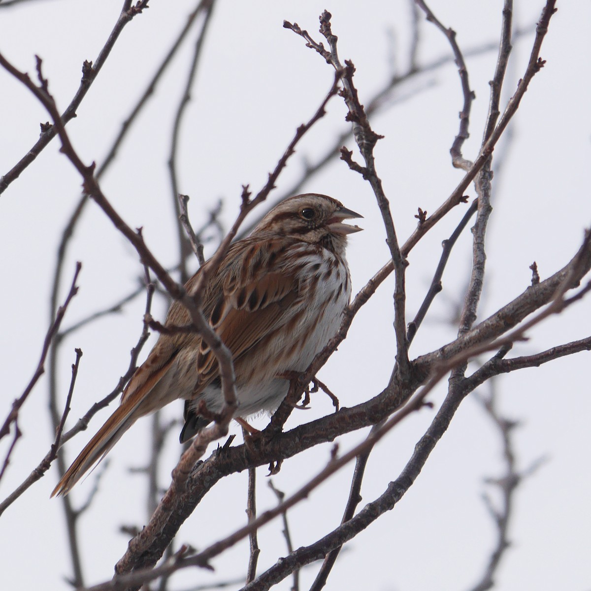 Song Sparrow - ML248339751