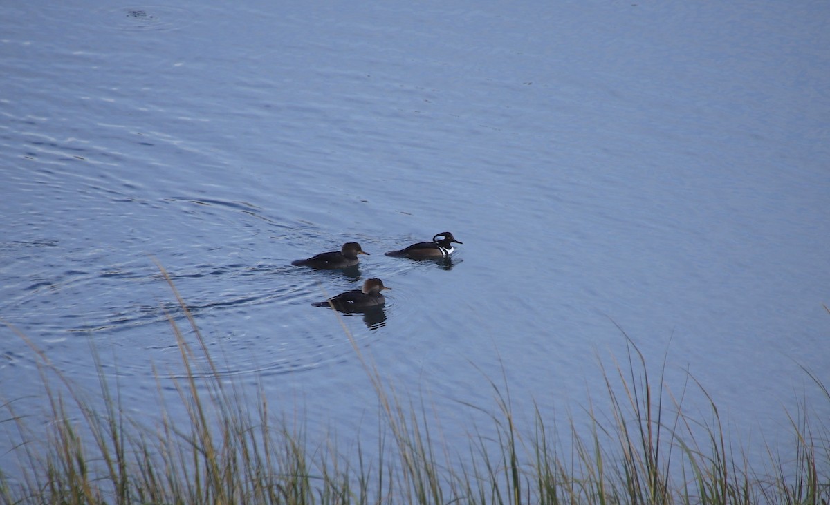 Hooded Merganser - ML248340921