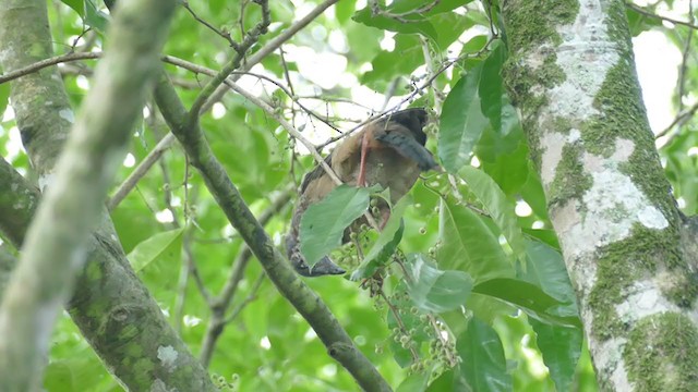 Colombian Chachalaca - ML248341531