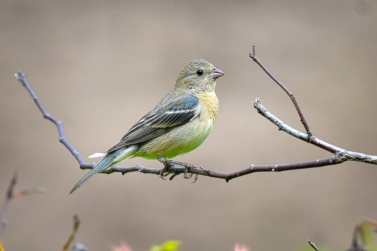 Lazuli Bunting - ML248341971