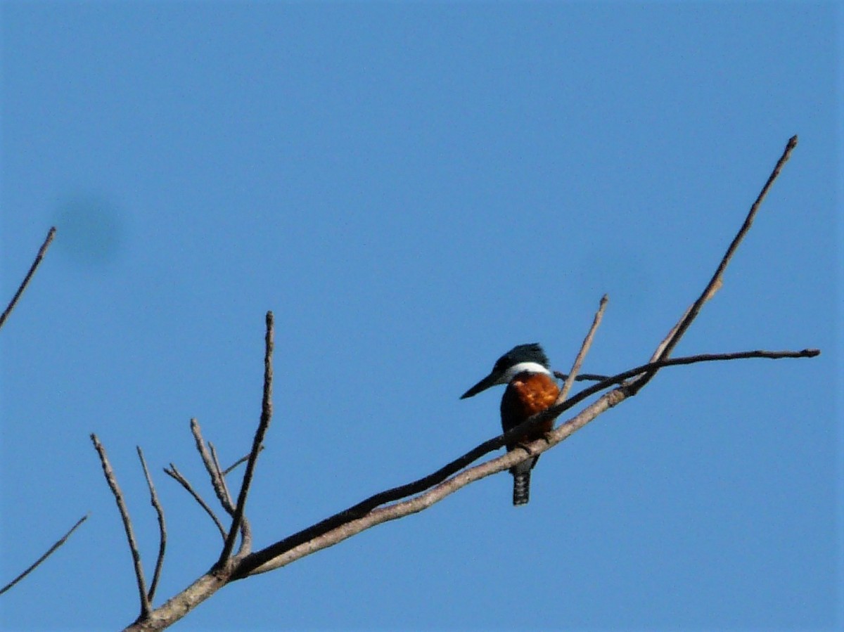 Ringed Kingfisher - ML248342861