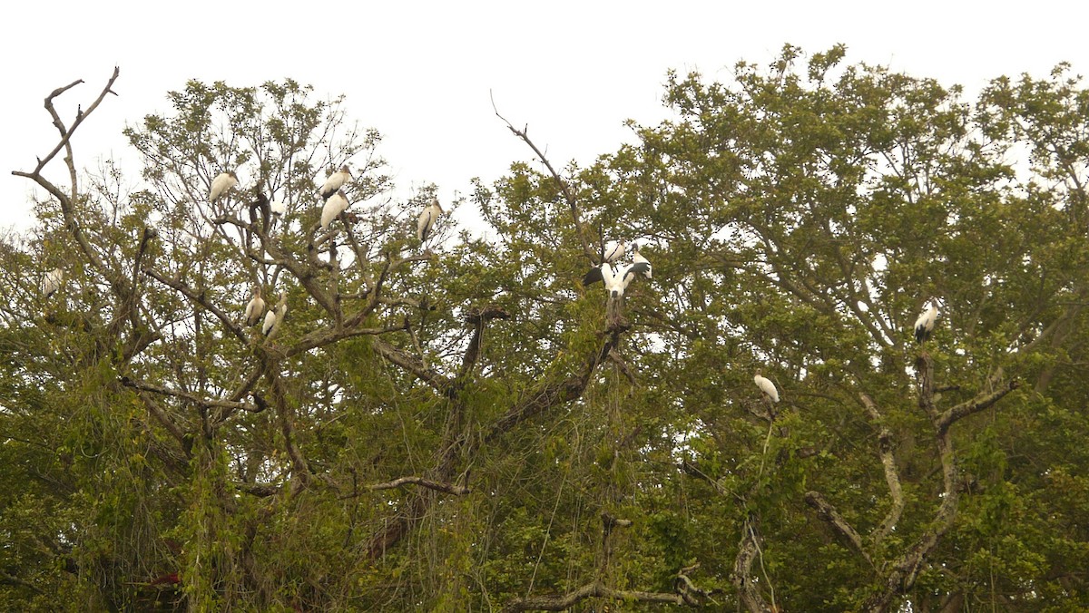 Wood Stork - ML248343291