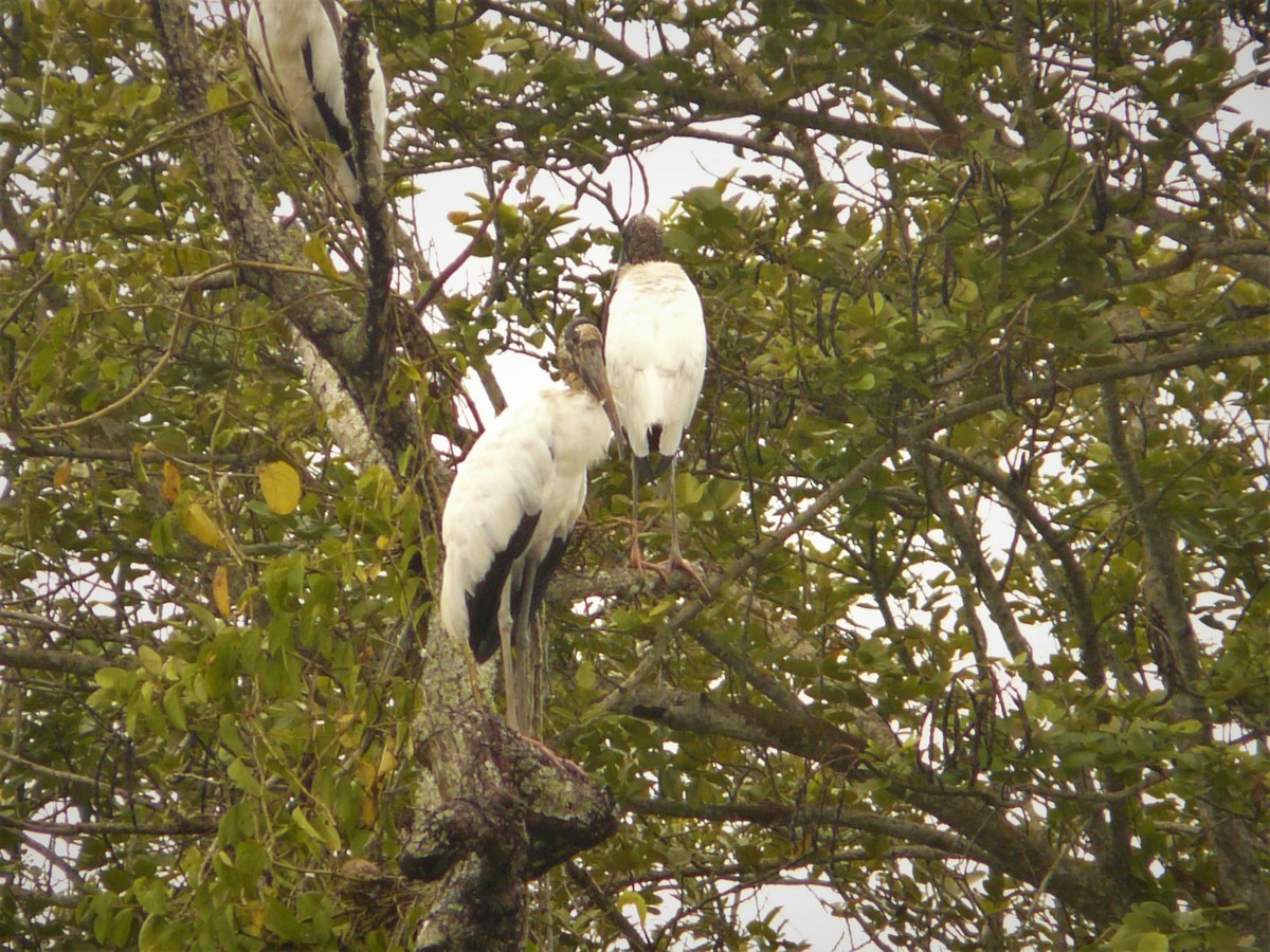 Wood Stork - ML248343321