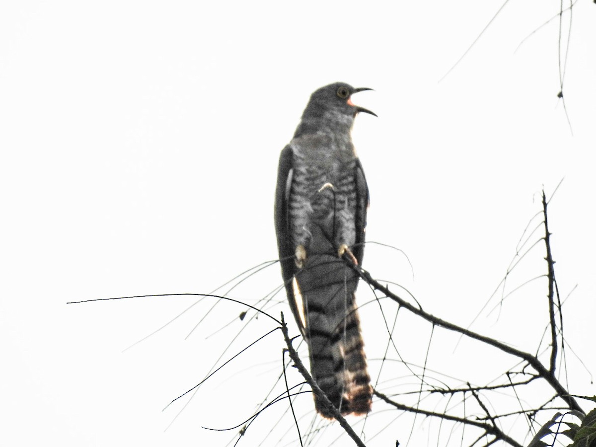 Common Hawk-Cuckoo - ML248343781
