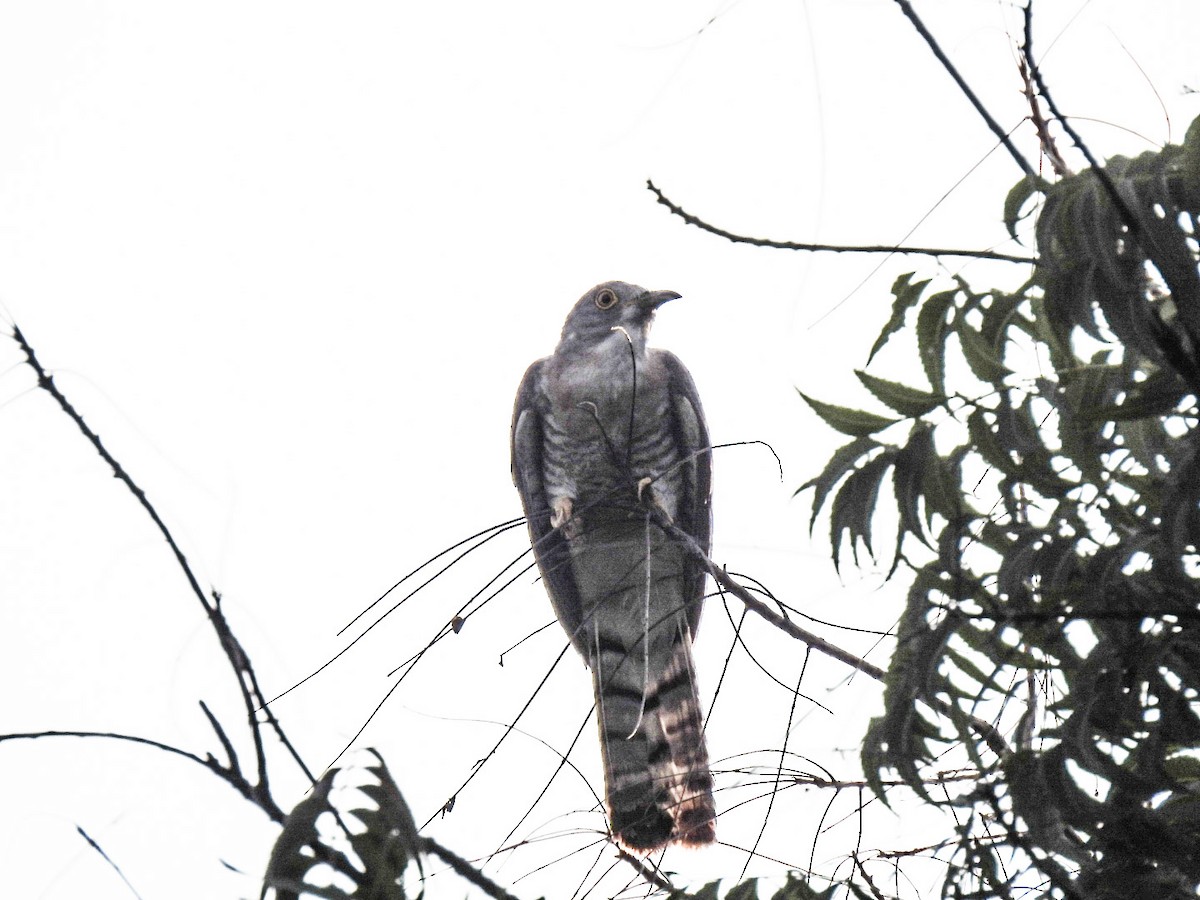 Common Hawk-Cuckoo - ML248343791