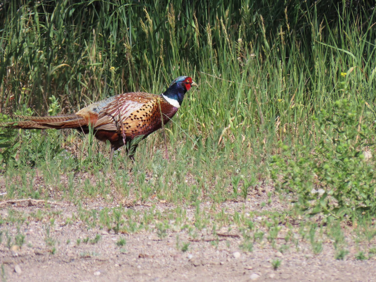 Ring-necked Pheasant - Del Nelson