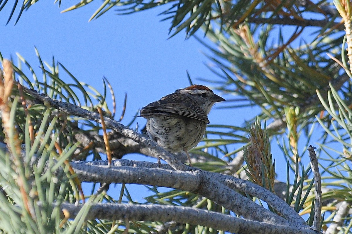 Chipping Sparrow - ML248343981