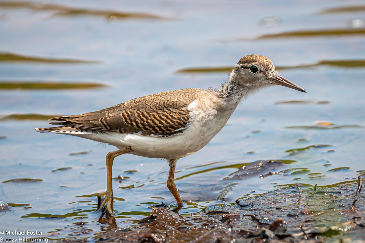 Spotted Sandpiper - Michael Foster