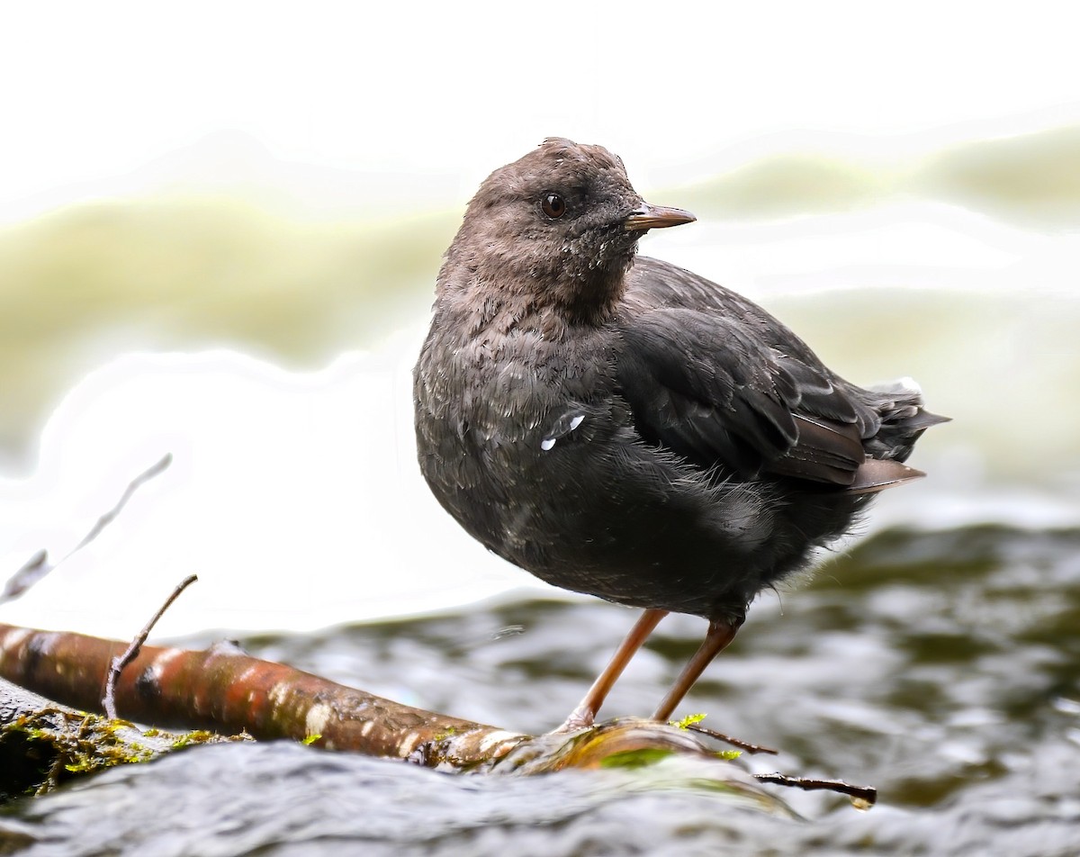 American Dipper - ML248344631