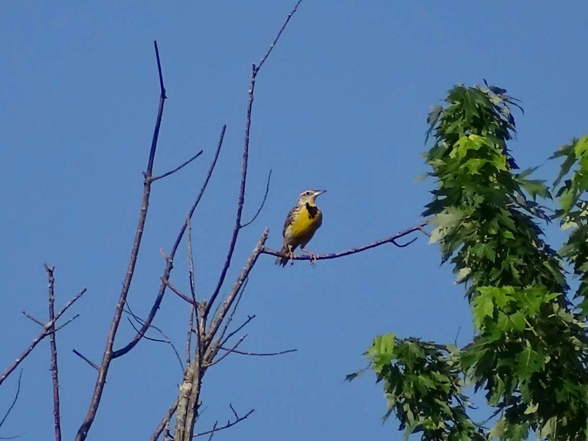 Eastern Meadowlark - ML248344981