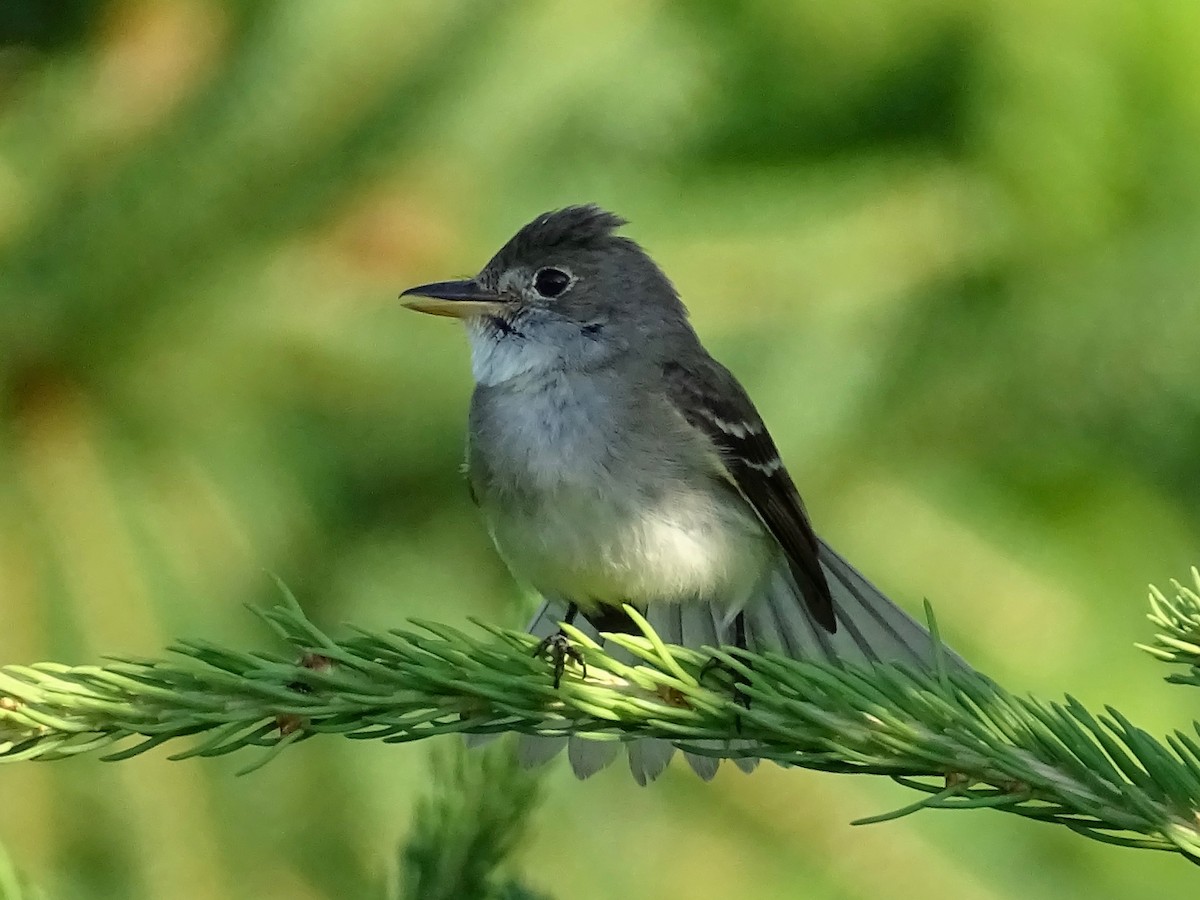 Willow Flycatcher - ML248345021