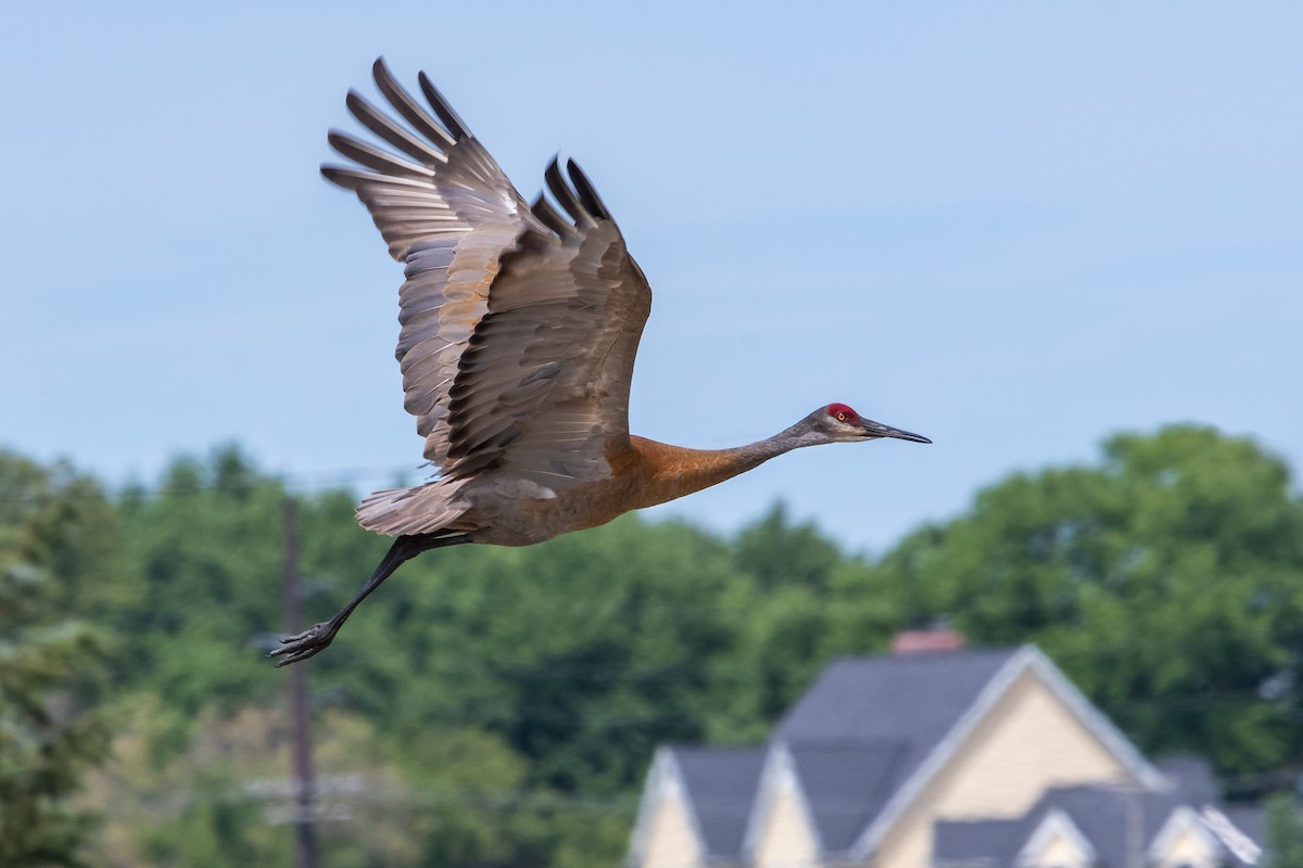 Sandhill Crane - ML248345591