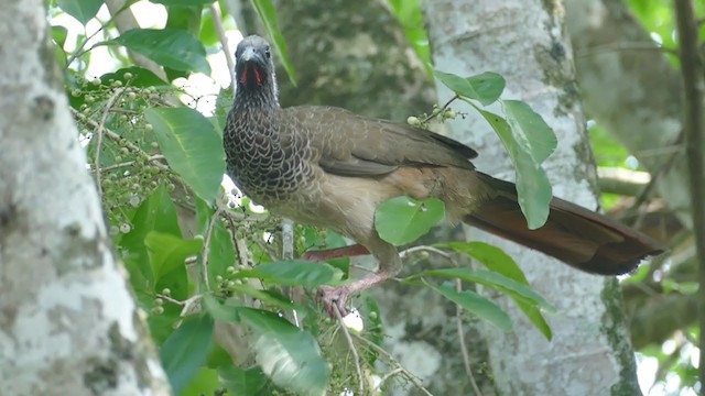 Colombian Chachalaca - ML248345721