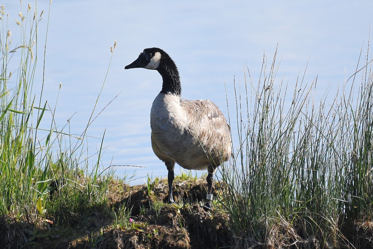 Canada Goose - ML248345791