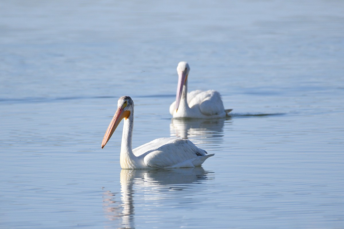 American White Pelican - ML248346201