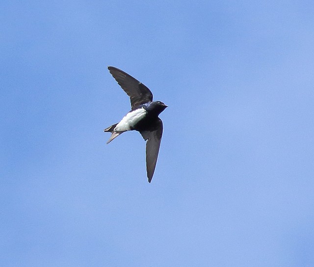 Caribbean Martin - Feroze Omardeen