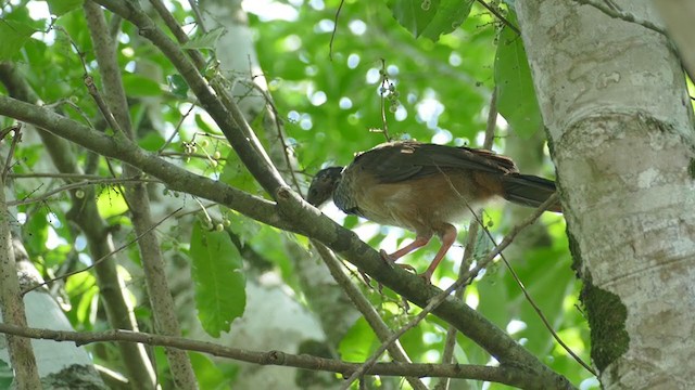 Chachalaca Colombiana - ML248348111