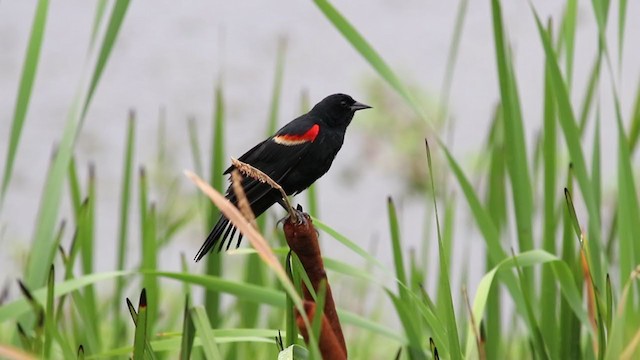Red-winged Blackbird (Red-winged) - ML248348811