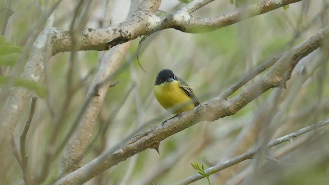 Common Tody-Flycatcher - ML248349301