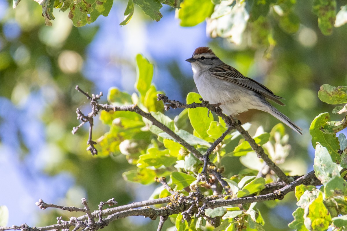 Chipping Sparrow - ML248350871