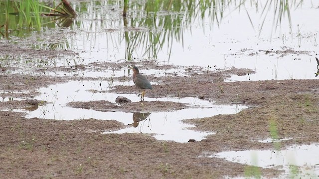 Green Heron - ML248351181