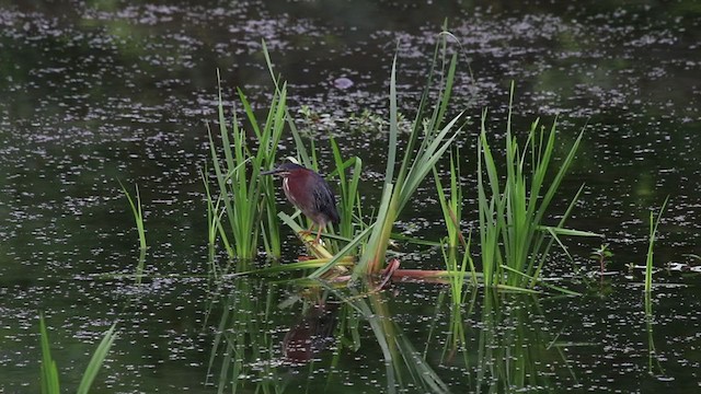 Green Heron - ML248351361