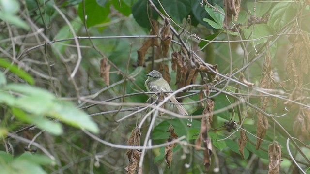 Forest Elaenia - ML248351501