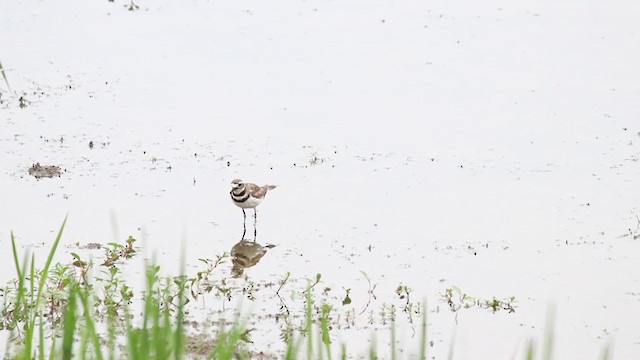 Killdeer - ML248351531