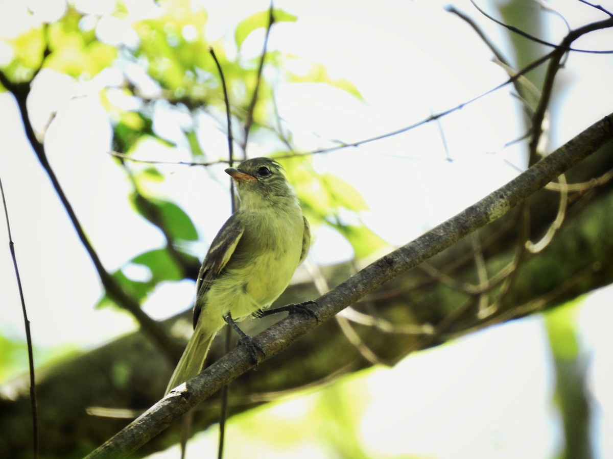 Northern Beardless-Tyrannulet - ML248351601