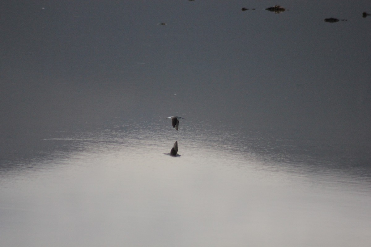 Common Greenshank - ML248351741