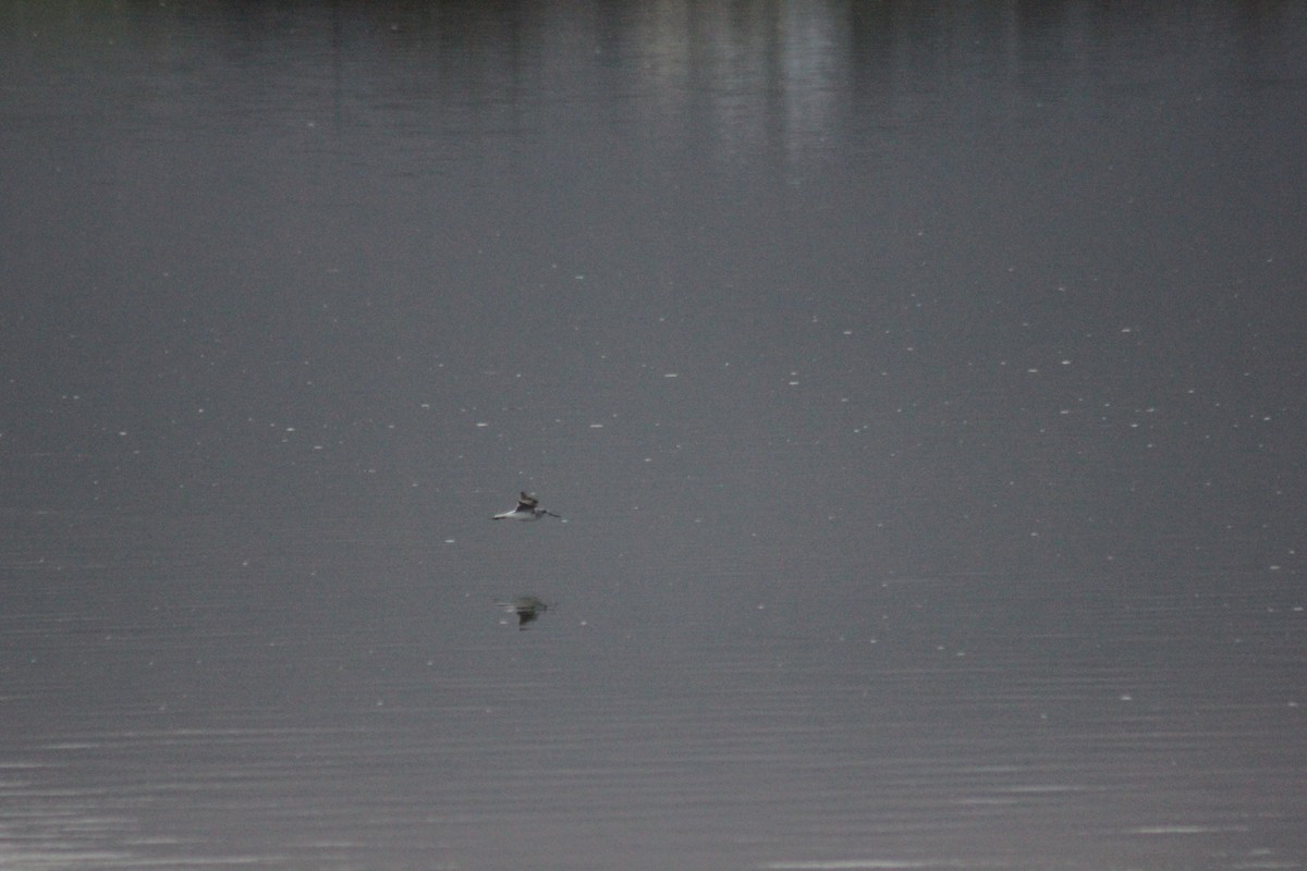 Common Greenshank - ML248351781